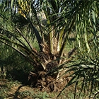 Oil Palm Image